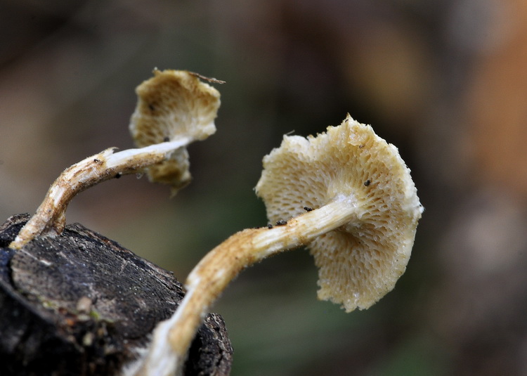 Polyporus ciliatus ?  (Polyporus arcularius)